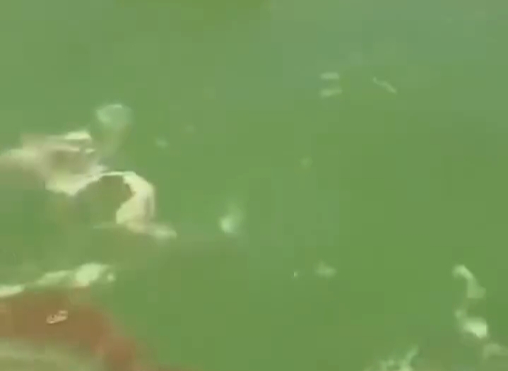 Pollution de la lagune Aby causée par l’orpaillage clandestin